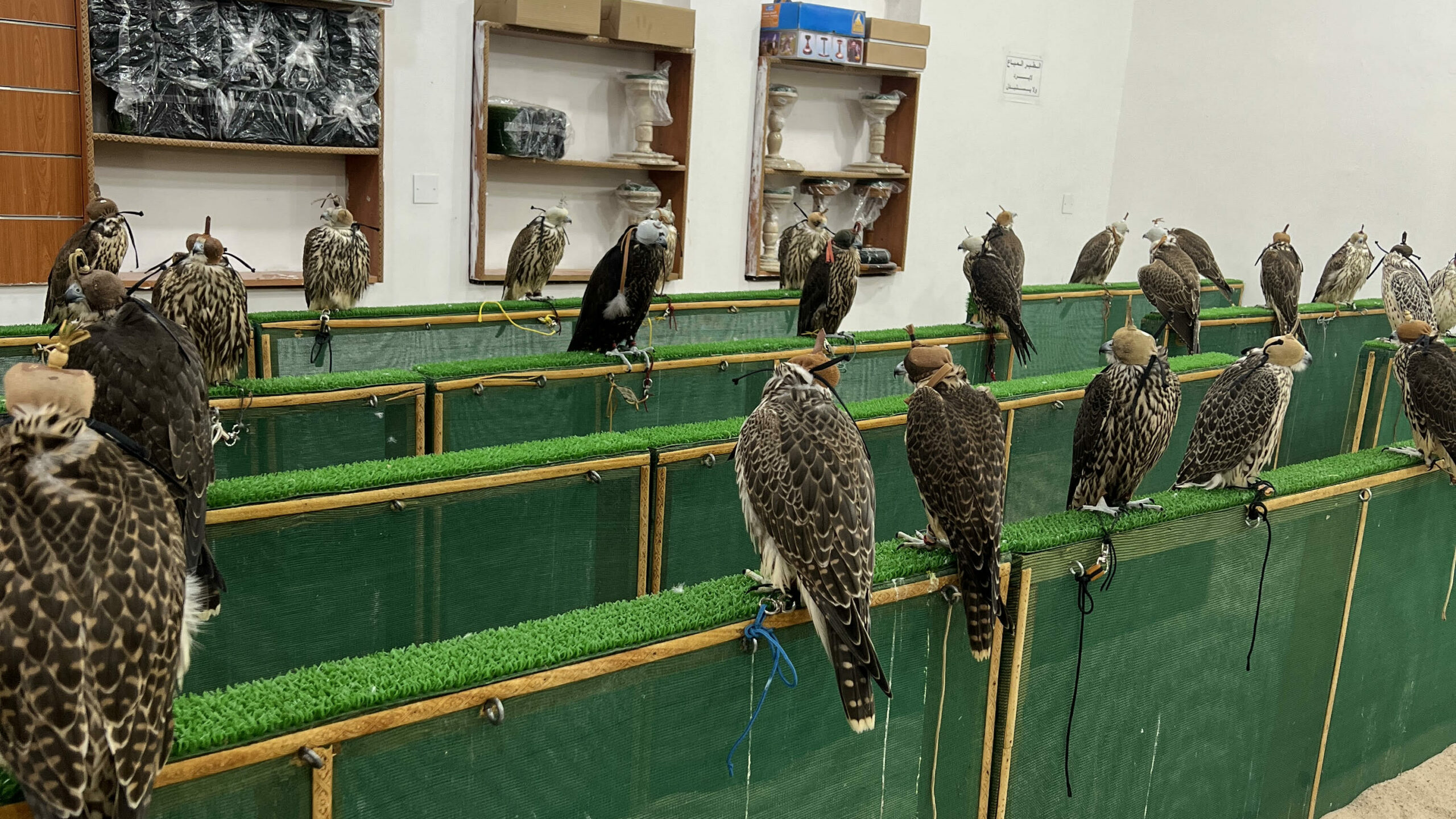 Falcons at the Falcon Souq in Doha 