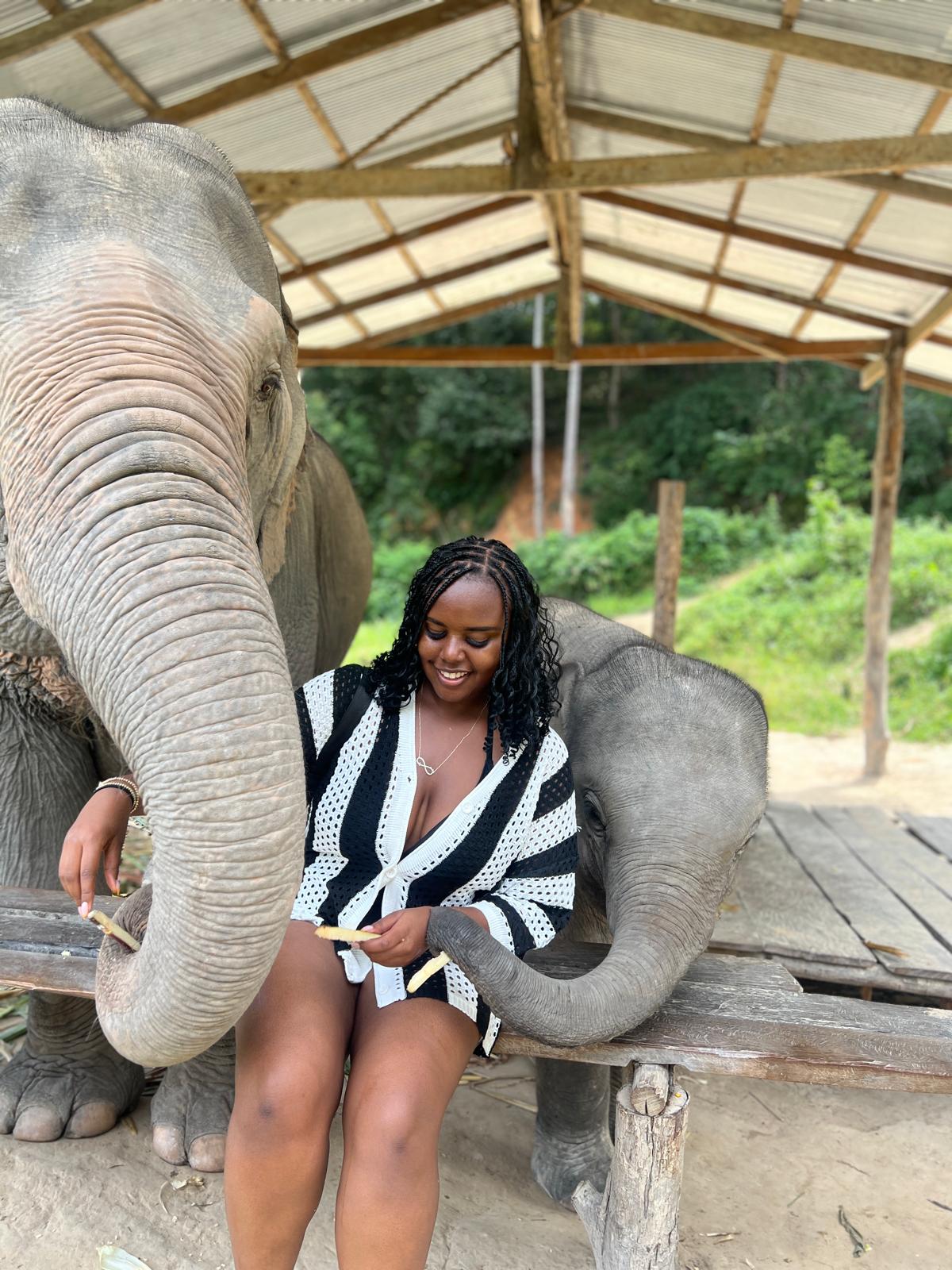 Feeding elephants 