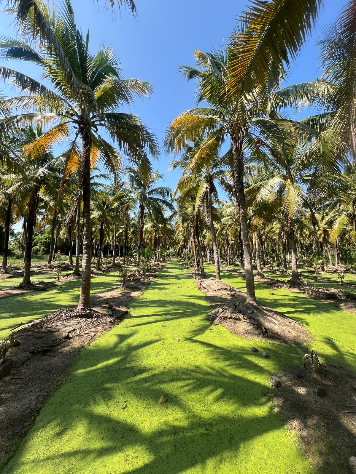 The Market Grounds 