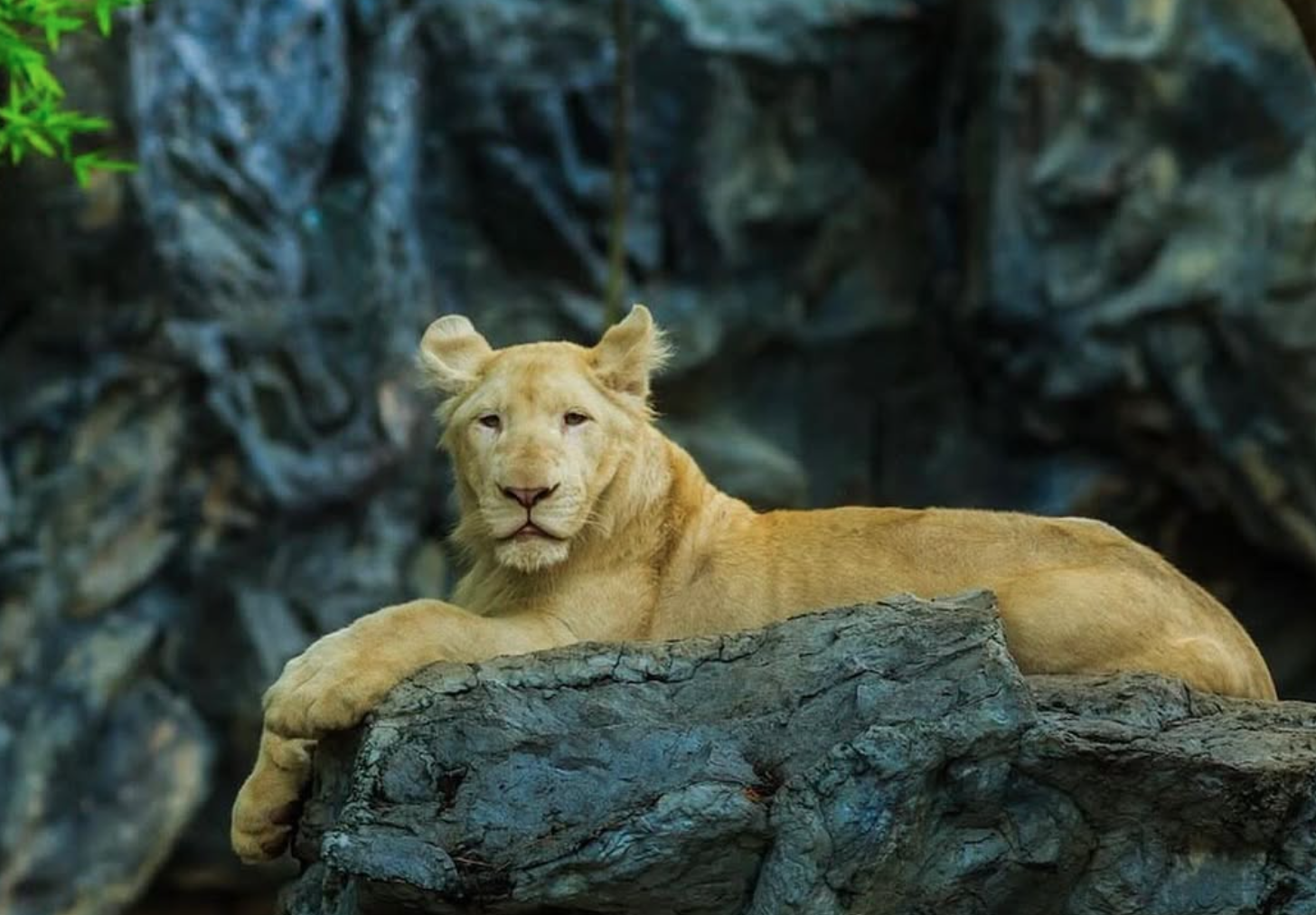 Chiang Mai Zoo 