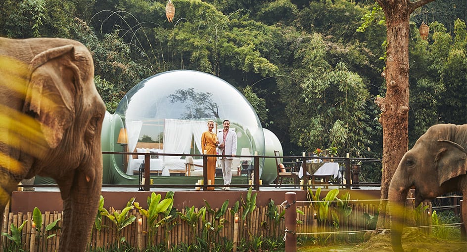 Jungle Bubble Resort 