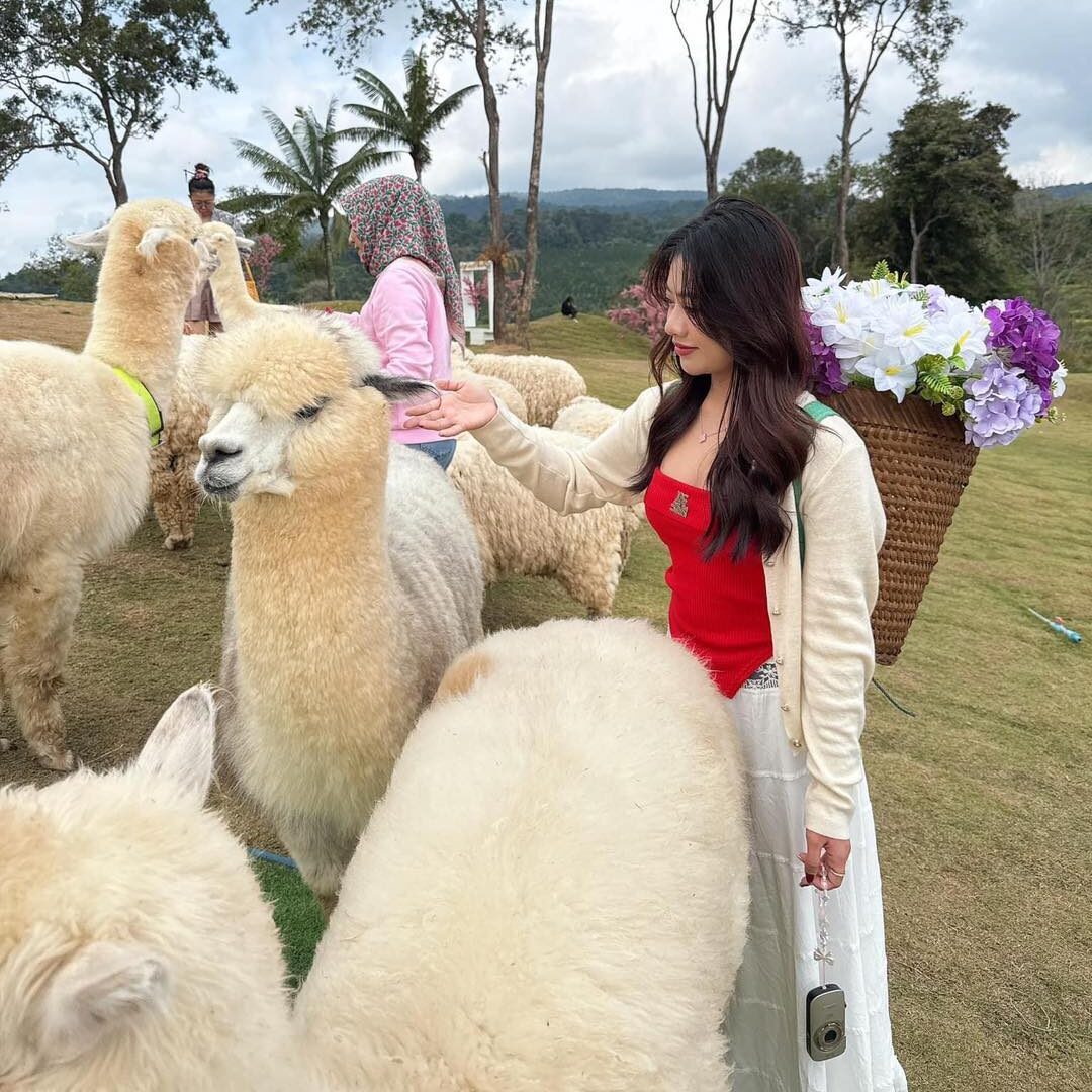 Monjam Alpaca Farm in Chiang Mai 