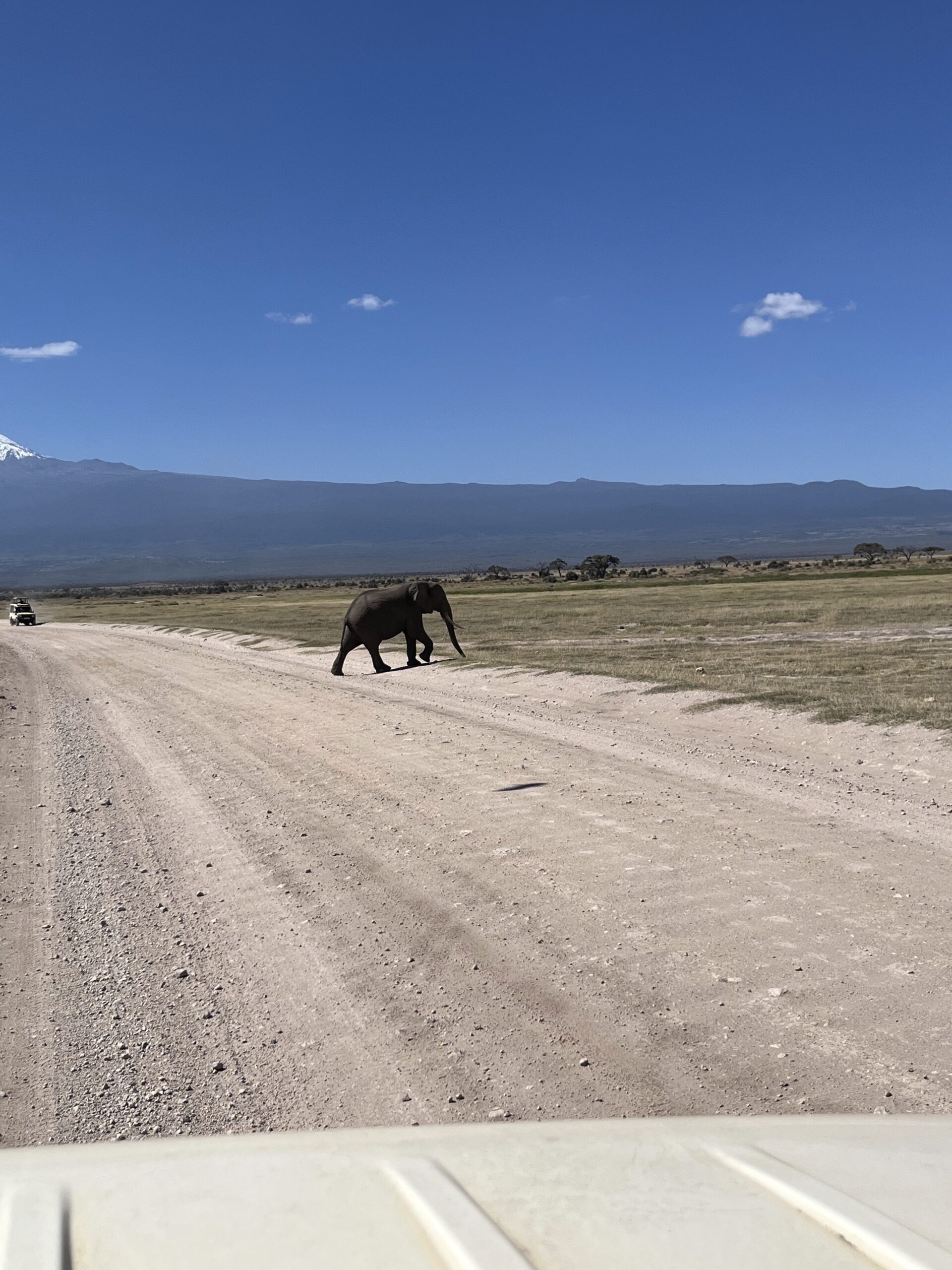 Elephant crossing the road 