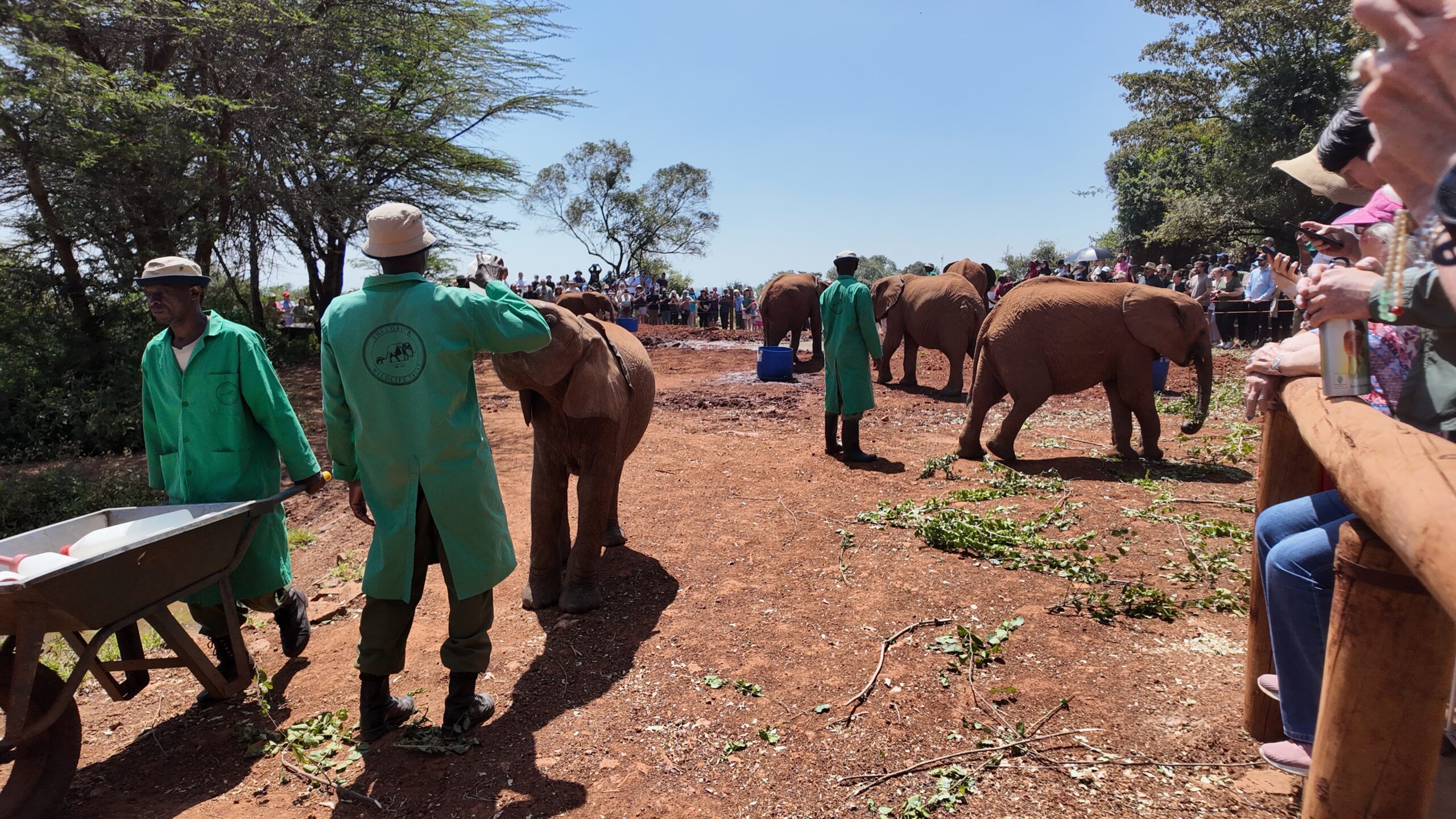 Elephant Feeding Observation 