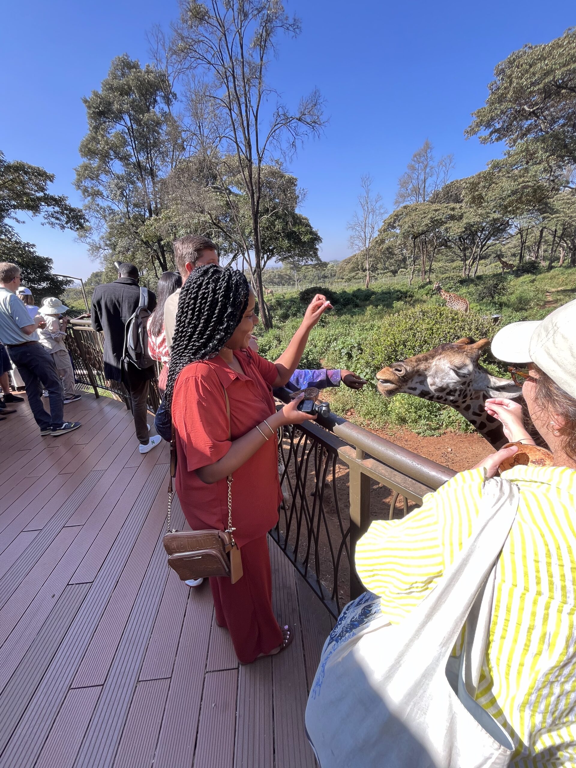 Feeding the Giraffes 