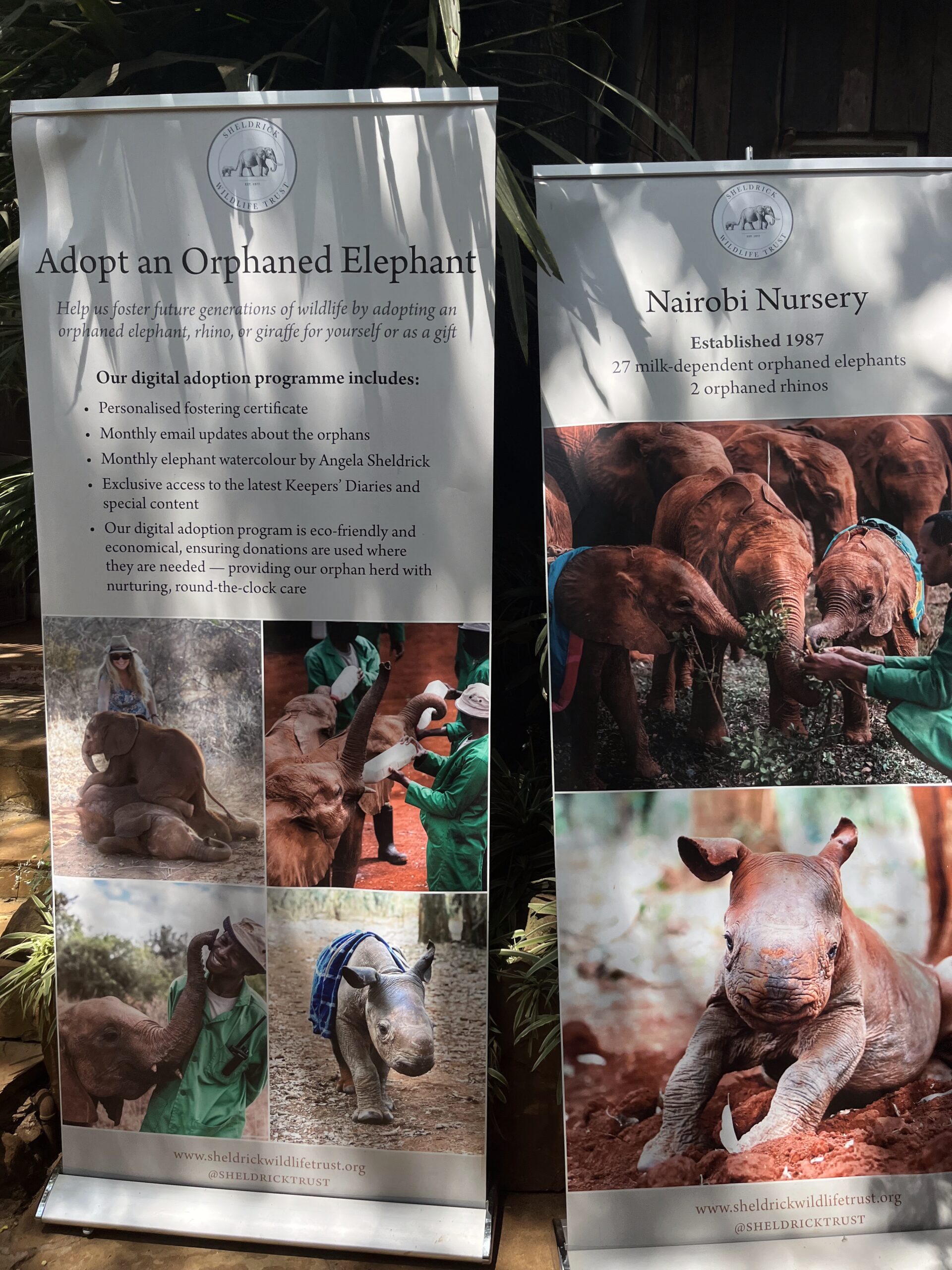 Elephant Adoption Information 