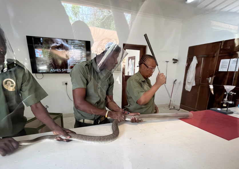 Snake Milking Demonstration 