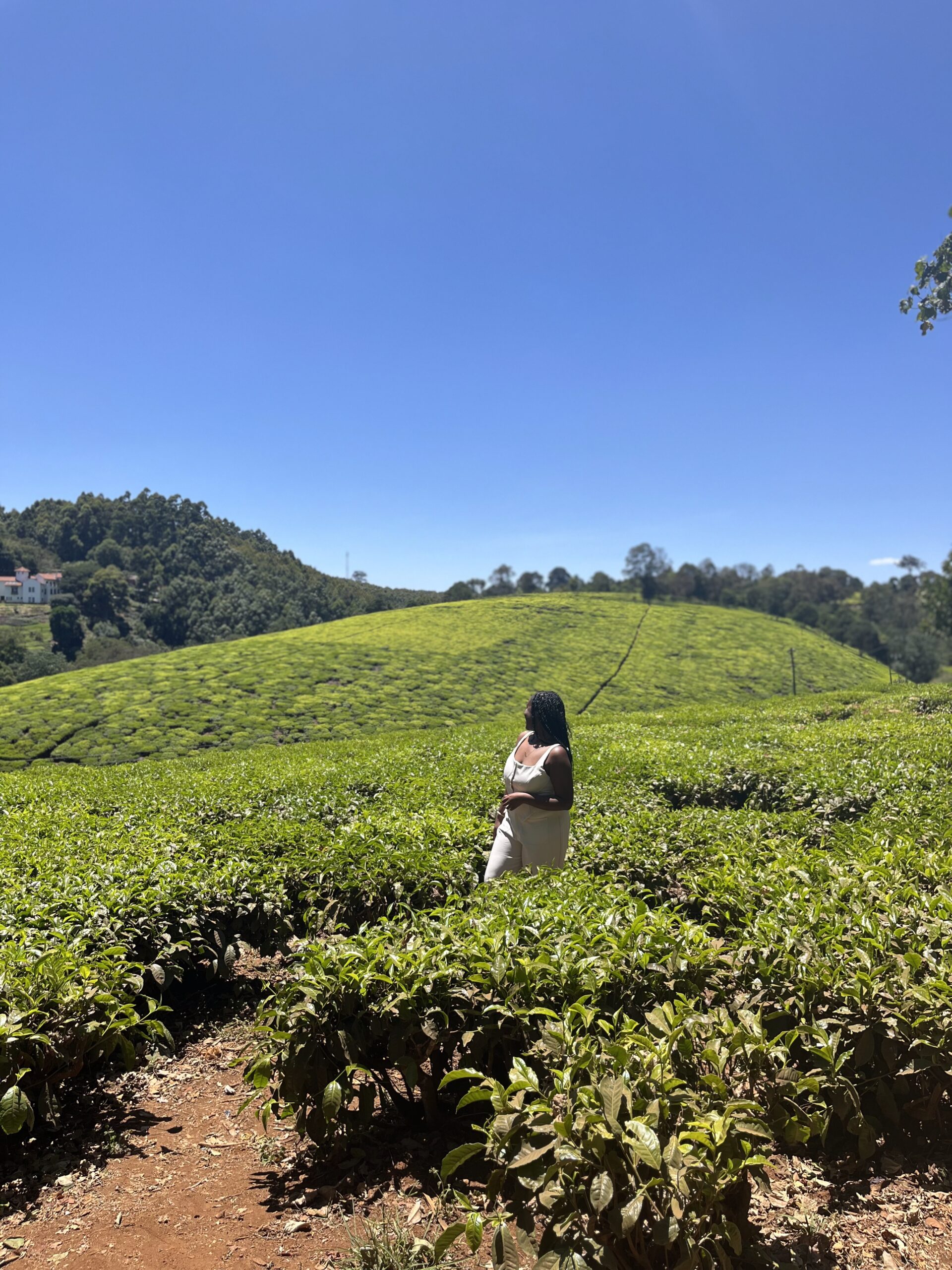 Christina Jane at the Kiambethu Tea Farm 